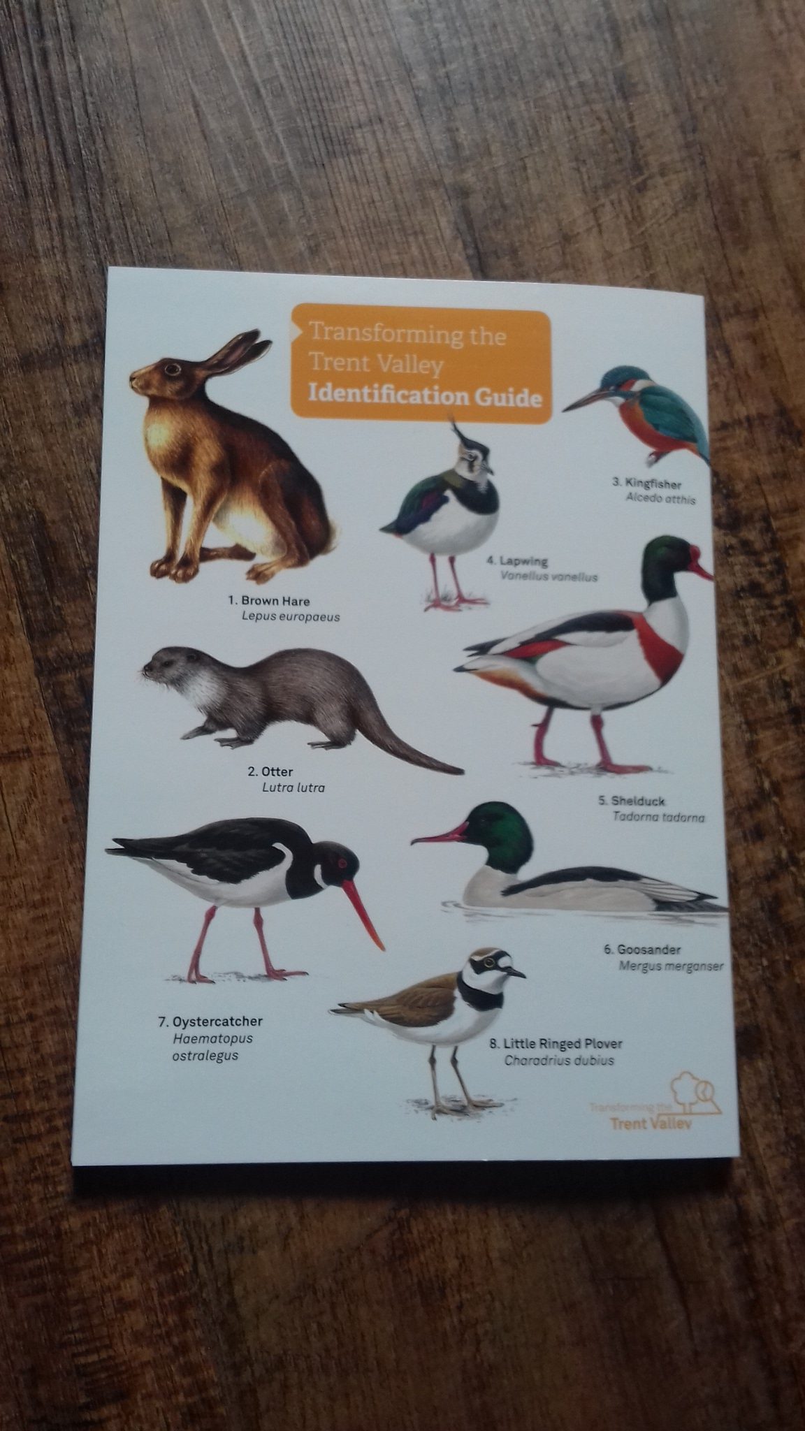 The front page of a fold out wildlife guide, showing different birds
